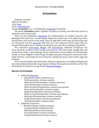 NICOLAE SFETCU: THE BIRDS WORLD
345
Artamidae
Kingdom: Animalia
Phylum: Chordata
Class: Aves
Order: Passeriformes
Family: Artamidae Vigors, 1825Subfamilies: Artaminae, Cracticinae
The family Artamidae gathers together 20 species of mostly crow-like birds native to
Australasia and nearby areas.
There are two subfamilies: Artaminae, the woodswallows, are sombre-coloured, soft-
plumaged birds that have a brush-tipped tongue but seldom use it for gathering nectar.
Instead, they catch insects on the wing. They are agile flyers with large, pointed wings and
are among the very few passerine birds that soar. One sedentary species aside, they are
nomads, following the best conditions for flying insects, and often roosting in large flocks.
The cracticids—currawongs, Magpie, and butcherbirds, subfamily Cracticinae—are
more obviously members of the broader corvid group. They have large, straight bills and
mostly black, white or grey plumage. All are omnivorous to some degree: the butcherbirds
mostly eat meat, Magpies usually forage through short grass looking for worms and other
small creatures, currawongs are true omnivores, taking fruit, grain, meat, insects, eggs and
nestlings.
The cracticids, despite their fairly plain, utilitarian appearance, are highly intelligent and
have extraordinarily beautiful songs of great subtlety. Particularly noteworthy are the Pied
Butcherbird, the Pied Currawong and the Australian Magpie.
Species of Artamidae
• Subfamily Artaminae
o Ashy Woodswallow, Artamus fuscus
Fiji Woodswallow, Artamus mentalis
White-backed Woodswallow, Artamus monachus
Great Woodswallow, Artamus maximus
White-breasted Woodswallow, Artamus leucorynchus
Bismarck Woodswallow, Artamus insignis
Masked Woodswallow, Artamus personatus
White-browed Woodswallow, Artamus superciliosus
Black-faced Woodswallow, Artamus cinereus
Dusky Woodswallow, Artamus cyanopterus
Little Woodswallow, Artamus minor
• Subfamily Cracticinae:
o Mountain Peltops, Peltops montanus
Lowland Peltops, Peltops blainvillii
Black Butcherbird, Cracticus quoyi
Grey Butcherbird, Cracticus torquatus
Hooded Butcherbird, Cracticus cassicus
 