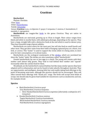 NICOLAE SFETCU: THE BIRDS WORLD
348
Cracticus
Butcherbird
Phylum: Chordata
Class: Aves
Order: Passeriformes
Family: Artamidae
Genus: Cracticus Vieillot, 1816Species: C. quoyi, C. torquatus, C. cassicus, C. louisiadensis, C.
mentalis, C. nigrogularis
Butcherbirds are magpie-like birds in the genus Cracticus. They are native to
Australasia.
Butcherbirds are mid-sized, growing up to 35cm in length. Their colour ranges from
black-and-white to mostly black, with added grey plumage, depending on the species. They
have a large, straight bills with a distinctive hook at the end which is used to skewer prey.
They have beautiful songs of great subtlety.
Butcherbirds are insect eaters for the most part, but will also feed on small lizards and
other meat. They get their name from their habit of hanging captured prey on a thorn, tree
fork, or crevice. This "larder" is used to support the victim while it is being eaten, to store
prey for later consumption, or to attract mates.
Butcherbirds are the ecological counterparts of the shrikes, which are unrelated but
share the “larder” habit. The shrikes are also sometimes called “butcherbirds”.
Female butcherbirds lay one or two eggs in a clutch. The young will remain with their
mother until almost fully grown. They tend to trail behind their mother and "squeak"
incessantly while she catches food for them.
Woodlands are the butcherbird's natural habitat, but like many similar species they have
adapted well to urbanisation and can be found in leafy suburbs throughout Australia. They
are opportunistic and intelligent, showing little fear and readily taking food offerings to the
point of becoming semi-tame, although this practice should not be encouraged. They will
often reward these offerings with "thank you" songs. The birds will accept most kinds of
scraps, but should only be given food suitable for insectivores such as mealworms and not,
for example, bread.
Species
• Black Butcherbird, Cracticus quoyi
Grey Butcherbird, Cracticus torquatus
o Silver-Backed Butcherbird Cracticus argenteus (alternately a subspecies of C.
torquatus)
• Hooded Butcherbird, Cracticus cassicus
Tagula Butcherbird, Cracticus louisiadensis
Black-backed Butcherbird, Cracticus mentalis
Pied Butcherbird, Cracticus nigrogularis
 