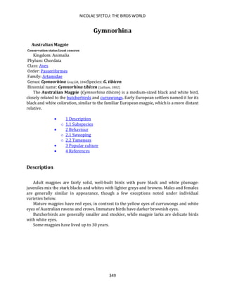 NICOLAE SFETCU: THE BIRDS WORLD
349
Gymnorhina
Australian Magpie
Conservation status Least concern
Kingdom: Animalia
Phylum: Chordata
Class: Aves
Order: Passeriformes
Family: Artamidae
Genus: Gymnorhina Gray,GR, 1840Species: G. tibicen
Binomial name: Gymnorhina tibicen (Latham, 1802)
The Australian Magpie (Gymnorhina tibicen) is a medium-sized black and white bird,
closely related to the butcherbirds and currawongs. Early European settlers named it for its
black and white coloration, similar to the familiar European magpie, which is a more distant
relative.
• 1 Description
o 1.1 Subspecies
• 2 Behaviour
o 2.1 Swooping
o 2.2 Tameness
• 3 Popular culture
• 4 References
Description
Adult magpies are fairly solid, well-built birds with pure black and white plumage:
juveniles mix the stark blacks and whites with lighter greys and browns. Males and females
are generally similar in appearance, though a few exceptions noted under individual
varieties below.
Mature magpies have red eyes, in contrast to the yellow eyes of currawongs and white
eyes of Australian ravens and crows. Immature birds have darker brownish eyes.
Butcherbirds are generally smaller and stockier, while magpie larks are delicate birds
with white eyes.
Some magpies have lived up to 30 years.
 