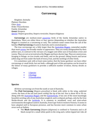 NICOLAE SFETCU: THE BIRDS WORLD
353
Currawong
Kingdom: Animalia
Phylum: Chordata
Class: Aves
Order: Passeriformes
Family: Artamidae
Genus: Strepera
Species: Stepera graculina, Stepera versicolor, Stepera fuliginosa
Currawongs are medium-sized passerine birds of the family Artamidae native to
Australasia. There are either three or four species (depending on whether the Australian
Magpie is counted as a currawong or not). The common name comes from the call of the
familiar Pied Currawong of eastern Australia and is onomatopoeic.
The true currawongs are a little larger than the Australian Magpie, somewhat smaller
than most ravens, but broadly similar in appearance. They are easily distignuished by their
yellow eyes, in contrast to the red eyes of a magpie and white eyes of Australian crows and
ravens. They are not as terrestrial as the Magpie and have shorter legs. They are omnivorous,
foraging in foliage, on tree trunks and limbs, and on the ground, taking insects and larvae
(often dug out from under the bark of trees), fruit, and the nestlings of other birds.
It is sometimes said, with at least some justice, that the home gardener can have either
currawongs or small birds, but not both—although part of this perception can be traced to
the failure of many gardeners to provide a sufficient number of dense, thorny shrubs as
refuges.
• 1 Species
• 2 Ecology
• 3 Classification
Species
All three currawongs are from the south or east of Australia.
The Pied Currawong (Stepera graculina) is black with white in the wing, undertail
covets, the base of the tail and (most visibly) the tip of the tail. Size is about 40 to 50 cm.
Along with the Australian Magpie and the butcherbirds, it has one of the most hauntingly
beautiful caroling calls of any Australian songbird, and is eclipsed, perhaps, only by the Grey
Shrike-thrush and the lyrebirds. It is common in woodland, rural and semi-urban
environments throughout eastern Australia, from Cape York to western Victoria. It seems to
have adapted well to European presence, and has become more common in some urban
areas such as Sydney.
• The Black Currawong (Stepera fuliginosa) is confined to Tasmania and is all
black except for a small white patch in the wing and a white-tipped tail. Like all
 
