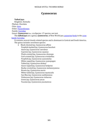 NICOLAE SFETCU: THE BIRDS WORLD
385
Cyanocorax
Tufted jays
Kingdom: Animalia
Phylum: Chordata
Class: Aves
Order: Passeriformes
Family: Corvidae
Genus: Cyanocorax Boie, 1826Species: 17 species; see text.
The tufted jays are a genus, Cyanocorax, of New World jays, passerine birds in the crow
family Corvidae.
It contains several closely related species and is dominant in Central and South America.
The genus includes seventeen species:
• Black-chested Jay, Cyanocorax affinis
Purplish-backed Jay, Cyanocorax beecheii
Azure Jay, Cyanocorax caeruleus
Cayenne Jay, Cyanocorax cayanus
Plush-crested Jay, Cyanocorax chrysops
Curl-crested Jay, Cyanocorax cristatellus
Purplish Jay, Cyanocorax cyanomelas
White-naped Jay, Cyanocorax cyanopogon
Tufted Jay, Cyanocorax dickeyi
Azure-naped Jay, Cyanocorax heilprini
Bushy-crested Jay, Cyanocorax melanocyaneus
Brown Jay, Cyanocorax morio
White-tailed Jay, Cyanocorax mystacalis
San Blas Jay, Cyanocorax sanblasianus
Violaceous Jay, Cyanocorax violaceus
Green Jay, Cyanocorax yncas
Yucatan Jay, Cyanocorax yucatanicus
 