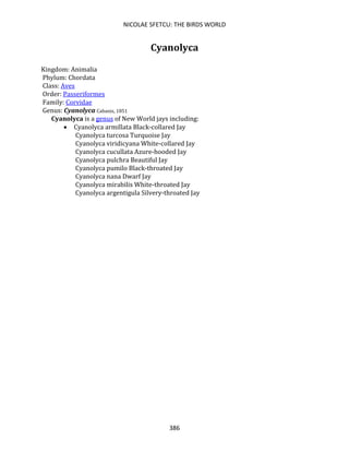 NICOLAE SFETCU: THE BIRDS WORLD
386
Cyanolyca
Kingdom: Animalia
Phylum: Chordata
Class: Aves
Order: Passeriformes
Family: Corvidae
Genus: Cyanolyca Cabanis, 1851
Cyanolyca is a genus of New World jays including:
• Cyanolyca armillata Black-collared Jay
Cyanolyca turcosa Turquoise Jay
Cyanolyca viridicyana White-collared Jay
Cyanolyca cucullata Azure-hooded Jay
Cyanolyca pulchra Beautiful Jay
Cyanolyca pumilo Black-throated Jay
Cyanolyca nana Dwarf Jay
Cyanolyca mirabilis White-throated Jay
Cyanolyca argentigula Silvery-throated Jay
 