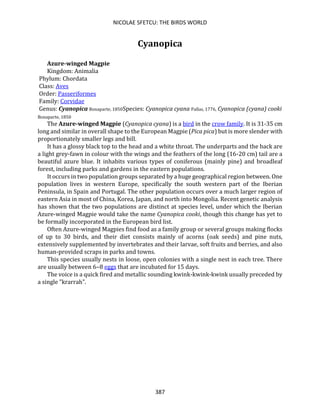 NICOLAE SFETCU: THE BIRDS WORLD
387
Cyanopica
Azure-winged Magpie
Kingdom: Animalia
Phylum: Chordata
Class: Aves
Order: Passeriformes
Family: Corvidae
Genus: Cyanopica Bonaparte, 1850Species: Cyanopica cyana Pallas, 1776, Cyanopica (cyana) cooki
Bonaparte, 1850
The Azure-winged Magpie (Cyanopica cyana) is a bird in the crow family. It is 31-35 cm
long and similar in overall shape to the European Magpie (Pica pica) but is more slender with
proportionately smaller legs and bill.
It has a glossy black top to the head and a white throat. The underparts and the back are
a light grey-fawn in colour with the wings and the feathers of the long (16-20 cm) tail are a
beautiful azure blue. It inhabits various types of coniferous (mainly pine) and broadleaf
forest, including parks and gardens in the eastern populations.
It occurs in two population groups separated by a huge geographical region between. One
population lives in western Europe, specifically the south western part of the Iberian
Peninsula, in Spain and Portugal. The other population occurs over a much larger region of
eastern Asia in most of China, Korea, Japan, and north into Mongolia. Recent genetic analysis
has shown that the two populations are distinct at species level, under which the Iberian
Azure-winged Magpie would take the name Cyanopica cooki, though this change has yet to
be formally incorporated in the European bird list.
Often Azure-winged Magpies find food as a family group or several groups making flocks
of up to 30 birds, and their diet consists mainly of acorns (oak seeds) and pine nuts,
extensively supplemented by invertebrates and their larvae, soft fruits and berries, and also
human-provided scraps in parks and towns.
This species usually nests in loose, open colonies with a single nest in each tree. There
are usually between 6–8 eggs that are incubated for 15 days.
The voice is a quick fired and metallic sounding kwink-kwink-kwink usually preceded by
a single "krarrah".
 