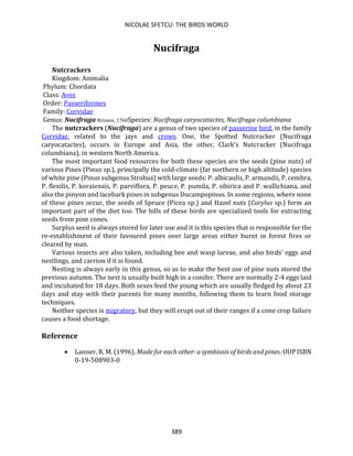 NICOLAE SFETCU: THE BIRDS WORLD
389
Nucifraga
Nutcrackers
Kingdom: Animalia
Phylum: Chordata
Class: Aves
Order: Passeriformes
Family: Corvidae
Genus: Nucifraga Brisson, 1760Species: Nucifraga caryocatactes, Nucifraga columbiana
The nutcrackers (Nucifraga) are a genus of two species of passerine bird, in the family
Corvidae, related to the jays and crows. One, the Spotted Nutcracker (Nucifraga
caryocatactes), occurs in Europe and Asia, the other, Clark's Nutcracker (Nucifraga
columbiana), in western North America.
The most important food resources for both these species are the seeds (pine nuts) of
various Pines (Pinus sp.), principally the cold-climate (far northern or high altitude) species
of white pine (Pinus subgenus Strobus) with large seeds: P. albicaulis, P. armandii, P. cembra,
P. flexilis, P. koraiensis, P. parviflora, P. peuce, P. pumila, P. sibirica and P. wallichiana, and
also the pinyon and lacebark pines in subgenus Ducampopinus. In some regions, where none
of these pines occur, the seeds of Spruce (Picea sp.) and Hazel nuts (Corylus sp.) form an
important part of the diet too. The bills of these birds are specialized tools for extracting
seeds from pine cones.
Surplus seed is always stored for later use and it is this species that is responsible for the
re-establishment of their favoured pines over large areas either burnt in forest fires or
cleared by man.
Various insects are also taken, including bee and wasp larvae, and also birds' eggs and
nestlings, and carrion if it is found.
Nesting is always early in this genus, so as to make the best use of pine nuts stored the
previous autumn. The nest is usually built high in a conifer. There are normally 2-4 eggs laid
and incubated for 18 days. Both sexes feed the young which are usually fledged by about 23
days and stay with their parents for many months, following them to learn food storage
techniques.
Neither species is migratory, but they will erupt out of their ranges if a cone crop failure
causes a food shortage.
Reference
• Lanner, R. M. (1996). Made for each other: a symbiosis of birds and pines. OUP ISBN
0-19-508903-0
 