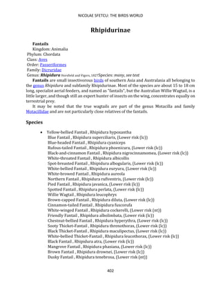 NICOLAE SFETCU: THE BIRDS WORLD
402
Rhipidurinae
Fantails
Kingdom: Animalia
Phylum: Chordata
Class: Aves
Order: Passeriformes
Family: Dicruridae
Genus: Rhipidura Horsfield and Vigors, 1827Species: many, see text
Fantails are small insectivorous birds of southern Asia and Australasia all belonging to
the genus Rhipidura and subfamily Rhipidurinae. Most of the species are about 15 to 18 cm
long, specialist aerial feeders, and named as "fantails", but the Australian Willie Wagtail, is a
little larger, and though still an expert hunter of insects on the wing, concentrates equally on
terrestrial prey.
It may be noted that the true wagtails are part of the genus Motacilla and family
Motacillidae and are not particularly close relatives of the fantails.
Species
• Yellow-bellied Fantail , Rhipidura hypoxantha
Blue Fantail , Rhipidura superciliaris, (Lower risk (lc))
Blue-headed Fantail , Rhipidura cyaniceps
Rufous-tailed Fantail , Rhipidura phoenicura, (Lower risk (lc))
Black-and-cinnamon Fantail , Rhipidura nigrocinnamomea, (Lower risk (lc))
White-throated Fantail , Rhipidura albicollis
Spot-breasted Fantail , Rhipidura albogularis, (Lower risk (lc))
White-bellied Fantail , Rhipidura euryura, (Lower risk (lc))
White-browed Fantail , Rhipidura aureola
Northern Fantail , Rhipidura rufiventris, (Lower risk (lc))
Pied Fantail , Rhipidura javanica, (Lower risk (lc))
Spotted Fantail , Rhipidura perlata, (Lower risk (lc))
Willie Wagtail , Rhipidura leucophrys
Brown-capped Fantail , Rhipidura diluta, (Lower risk (lc))
Cinnamon-tailed Fantail , Rhipidura fuscorufa
White-winged Fantail , Rhipidura cockerelli, (Lower risk (nt))
Friendly Fantail , Rhipidura albolimbata, (Lower risk (lc))
Chestnut-bellied Fantail , Rhipidura hyperythra, (Lower risk (lc))
Sooty Thicket-Fantail , Rhipidura threnothorax, (Lower risk (lc))
Black Thicket-Fantail , Rhipidura maculipectus, (Lower risk (lc))
White-bellied Thicket-Fantail , Rhipidura leucothorax, (Lower risk (lc))
Black Fantail , Rhipidura atra, (Lower risk (lc))
Mangrove Fantail , Rhipidura phasiana, (Lower risk (lc))
Brown Fantail , Rhipidura drownei, (Lower risk (lc))
Dusky Fantail , Rhipidura tenebrosa, (Lower risk (nt))
 
