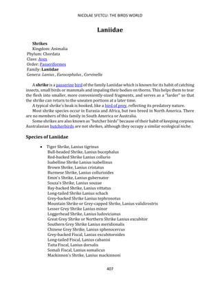 NICOLAE SFETCU: THE BIRDS WORLD
407
Laniidae
Shrikes
Kingdom: Animalia
Phylum: Chordata
Class: Aves
Order: Passeriformes
Family: Laniidae
Genera: Lanius , Eurocephalus , Corvinella
A shrike is a passerine bird of the family Laniidae which is known for its habit of catching
insects, small birds or mammals and impaling their bodies on thorns. This helps them to tear
the flesh into smaller, more conveniently-sized fragments, and serves as a "larder" so that
the shrike can return to the uneaten portions at a later time.
A typical shrike's beak is hooked, like a bird of prey, reflecting its predatory nature.
Most shrike species occur in Eurasia and Africa, but two breed in North America. There
are no members of this family in South America or Australia.
Some shrikes are also known as "butcher birds" because of their habit of keeping corpses.
Australasian butcherbirds are not shrikes, although they occupy a similar ecological niche.
Species of Laniidae
• Tiger Shrike, Lanius tigrinus
Bull-headed Shrike, Lanius bucephalus
Red-backed Shrike Lanius collurio
Isabelline Shrike Lanius isabellinus
Brown Shrike, Lanius cristatus
Burmese Shrike, Lanius collurioides
Emin's Shrike, Lanius gubernator
Souza's Shrike, Lanius souzae
Bay-backed Shrike, Lanius vittatus
Long-tailed Shrike Lanius schach
Grey-backed Shrike Lanius tephronotus
Mountain Shrike or Grey-capped Shrike, Lanius validirostris
Lesser Grey Shrike Lanius minor
Loggerhead Shrike, Lanius ludovicianus
Great Grey Shrike or Northern Shrike Lanius excubitor
Southern Grey Shrike Lanius meridionalis
Chinese Grey Shrike, Lanius sphenocercus
Grey-backed Fiscal, Lanius excubitoroides
Long-tailed Fiscal, Lanius cabanisi
Taita Fiscal, Lanius dorsalis
Somali Fiscal, Lanius somalicus
Mackinnon's Shrike, Lanius mackinnoni
 