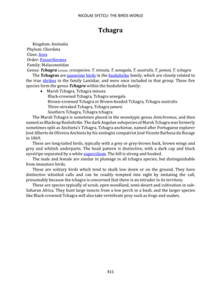 NICOLAE SFETCU: THE BIRDS WORLD
411
Tchagra
Kingdom: Animalia
Phylum: Chordata
Class: Aves
Order: Passeriformes
Family: Malaconotidae
Genus: Tchagra Lesson, 1830species: T. minuta, T. senegala, T. australis, T. jamesi, T. tchagra
The Tchagras are passerine birds in the bushshrike family, which are closely related to
the true shrikes in the family Laniidae, and were once included in that group. These five
species form the genus Tchagra within the bushshrike family:
• Marsh Tchagra, Tchagra minuta
Black-crowned Tchagra, Tchagra senegala
Brown-crowned Tchagra or Brown-headed Tchagra, Tchagra australis
Three-streaked Tchagra, Tchagra jamesi
Southern Tchagra, Tchagra tchagra
The Marsh Tchagra is sometimes placed in the monotypic genus Antichromus, and then
named as Blackcap Bushshrike. The dark Angolan subspecies of Marsh Tchagra was formerly
sometimes split as Anchieta's Tchagra, Tchagra anchietae, named after Portuguese explorer
José Alberto de Oliveira Anchieta by his zoologist compatriot José Vicente Barbosa du Bocage
in 1869.
These are long-tailed birds, typically with a grey or grey-brown back, brown wings and
grey and whitish underparts. The head pattern is distinctive, with a dark cap and black
eyestripe separated by a white supercilium. The bill is strong and hooked.
The male and female are similar in plumage in all tchagra species, but distinguishable
from immature birds.
These are solitary birds which tend to skulk low down or on the ground. They have
distinctive whistled calls and can be readily tempted into sight by imitating the call,
presumably because the tchagra is concerned that there is an intruder in its territory.
These are species typically of scrub, open woodland, semi-desert and cultivation in sub-
Saharan Africa. They hunt large insects from a low perch in a bush, and the larger species
like Black-crowned Tchagra will also take vertebrate prey such as frogs and snakes.
 