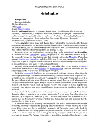 NICOLAE SFETCU: THE BIRDS WORLD
416
Meliphagidae
Honeyeaters
Kingdom: Animalia
Phylum: Chordata
Class: Aves
Order: Passeriformes
Family: Meliphagidae Vigors, 1825Genera: Anthochaera , Acanthagenys , Plectorhyncha ,
Philemon , Xanthomyzma , Entomyzon , Manorina , Xanthotis , Meliphaga , Lichenostomus ,
Melithreptus , Notiomystis , Glycichaera , Lichmera , Trichodere , Grantiella , Phylidonyris ,
Ramsayornis , Conopophila , Acanthorhynchus , Certhionyx , Myzomela , Anthornis ,
Prosthemadera , Epthianura , Ashbyia , Moho
The honeyeaters are a large and diverse family of small to medium sized birds most
common in Australia and New Guinea, but also found in New Zealand, the Pacific islands as
far east as Hawaii, and the islands to the north and west of New Guinea known as Wallacea.
Bali, on the other side of the Wallace Line, has a single species.
Honeyeaters and the closely related Australian chats make up the family Meliphagidae.
In total there are 182 species in 42 genera, roughly half of them native to Australia, many of
the remainder occupying New Guinea. Like their closest relatives, the Maluridae (Australian
wrens), Pardalotidae (pardalotes and thornbills), and Petroicidae (Australian robins), they
originated as part of the great corvid radiation in Australia-New Guinea (which were joined
in a single landmass until quite recent geological times).
Although honeyeaters look and behave very much like other nectar-feeding passerines
around the world (such as the sunbirds and flowerpeckers), they are unrelated, and the
similarities are the consequence of convergent evolution.
Unlike the hummingbirds of America, honeyeaters do not have extensive adaptations for
hovering flight, though smaller members of the family do hover hummingbird-style to collect
nectar from time to time. In general, honeyeaters prefer to flit quickly from perch to perch in
the outer foliage, stretching up or sideways or hanging upside down at need. All genera have
a highly developed brush-tipped tongue, longer in some species than others, frayed and
fringed with bristles which soak up liquids readily. The tongue is flicked rapidly and
repeatedly into a flower, the upper mandible then compressing any liquid out when the bill
is closed.
The extent of the evolutionary partnership between honeyeaters and Australasian
flowering plants is unknown, but probably substantial. A great many Australian plants are
fertilised by honeyeaters, particularly the Proteacae, Myrtaceae, and Epacridacae. It is
known that the honeyeaters are important in New Zealand as well, and assumed that the
same applies in other areas.
In addition to nectar, all or nearly all honeyeaters take insects and other small creatures,
usually by hawking, sometimes by gleaning. A few of the larger species, notably the White-
eared Honeyeater, and the Strong-billed Honeyeater of Tasmania, probe under bark for
insects and other morsels. Many species supplement their diets with a little fruit, and a small
number eat considerable amounts of fruit, particularly in tropical rainforests and, oddly, in
semi-arid scrubland. The Painted Honeyeater is a mistletoe specialist. Most, however, exist
 