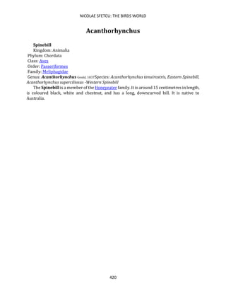 NICOLAE SFETCU: THE BIRDS WORLD
420
Acanthorhynchus
Spinebill
Kingdom: Animalia
Phylum: Chordata
Class: Aves
Order: Passeriformes
Family: Meliphagidae
Genus: Acanthorhynchus Gould, 1837Species: Acanthorhynchus tenuirostris, Eastern Spinebill,
Acanthorhynchus superciliosus -Western Spinebill
The Spinebill is a member of the Honeyeater family. It is around 15 centimetres in length,
is coloured black, white and chestnut, and has a long, downcurved bill. It is native to
Australia.
 