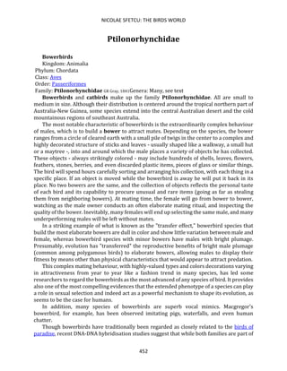 NICOLAE SFETCU: THE BIRDS WORLD
452
Ptilonorhynchidae
Bowerbirds
Kingdom: Animalia
Phylum: Chordata
Class: Aves
Order: Passeriformes
Family: Ptilonorhynchidae GR Gray, 1841Genera: Many, see text
Bowerbirds and catbirds make up the family Ptilonorhynchidae. All are small to
medium in size. Although their distribution is centered around the tropical northern part of
Australia-New Guinea, some species extend into the central Australian desert and the cold
mountainous regions of southeast Australia.
The most notable characteristic of bowerbirds is the extraordinarily complex behaviour
of males, which is to build a bower to attract mates. Depending on the species, the bower
ranges from a circle of cleared earth with a small pile of twigs in the center to a complex and
highly decorated structure of sticks and leaves - usually shaped like a walkway, a small hut
or a maytree -, into and around which the male places a variety of objects he has collected.
These objects - always strikingly colored - may include hundreds of shells, leaves, flowers,
feathers, stones, berries, and even discarded plastic items, pieces of glass or similar things.
The bird will spend hours carefully sorting and arranging his collection, with each thing in a
specific place. If an object is moved while the bowerbird is away he will put it back in its
place. No two bowers are the same, and the collection of objects reflects the personal taste
of each bird and its capability to procure unusual and rare items (going as far as stealing
them from neighboring bowers). At mating time, the female will go from bower to bower,
watching as the male owner conducts an often elaborate mating ritual, and inspecting the
quality of the bower. Inevitably, many females will end up selecting the same male, and many
underperforming males will be left without mates.
In a striking example of what is known as the "transfer effect," bowerbird species that
build the most elaborate bowers are dull in color and show little variation between male and
female, whereas bowerbird species with minor bowers have males with bright plumage.
Presumably, evolution has "transferred" the reproductive benefits of bright male plumage
(common among polygamous birds) to elaborate bowers, allowing males to display their
fitness by means other than physical characteristics that would appear to attract predation.
This complex mating behaviour, with highly-valued types and colors decorations varying
in attractiveness from year to year like a fashion trend in many species, has led some
researchers to regard the bowerbirds as the most advanced of any species of bird. It provides
also one of the most compelling evidences that the extended phenotype of a species can play
a role in sexual selection and indeed act as a powerful mechanism to shape its evolution, as
seems to be the case for humans.
In addition, many species of bowerbirds are superb vocal mimics. Macgregor's
bowerbird, for example, has been observed imitating pigs, waterfalls, and even human
chatter.
Though bowerbirds have traditionally been regarded as closely related to the birds of
paradise, recent DNA-DNA hybridisation studies suggest that while both families are part of
 