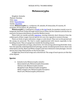 NICOLAE SFETCU: THE BIRDS WORLD
474
Melanocorypha
Kingdom: Animalia
Phylum: Chordata
Class: Aves
Order: Passeriformes
Family: Alaudidae
Genus: Melanocorypha Boie, 1828Species: M. calandra, M. bimaculata, M. maxima, M.
mongolica, M. leucoptera, M. yeltoniensis
Melanocorypha is a small genus of birds in the lark family. Its members mainly occur in
temperate Asia from Turkey through Central Asia to China, but the Calandra Lark also has an
extensive European distribution around the Mediterranean
These larks are mostly partially migratory, moving relatively short distances from the
coldest parts of their ranges. Several species are very rare vagrants to western Europe.
These are birds of open cultivation, steppe or semi-desert. They nest on the ground and
the young are precocial. The food is seeds supplemented with insects especially in the
breeding season. They are gregarious outside the breeding season.
Melanocorypha larks are large, robust birds, 16.5-20 cm long with strong thick bills. Some
have the typically undistinguished lark plumage, mainly streaked greyish-brown above and
white below, but the, Black and White-winged Larks have distinctive male plumages. Several
species have large black patches on the breast sides.
In flight they show broad wings and a shortish tail. The songs of most species are like that
of the Skylark.
Species
• Calandra Lark, Melanocorypha calandra
Bimaculated Lark, Melanocorypha bimaculata
Tibetan Lark, Melanocorypha maxima
Mongolian Lark, Melanocorypha mongolica
White-winged Lark, Melanocorypha leucoptera
Black Lark, Melanocorypha yeltoniensis
 