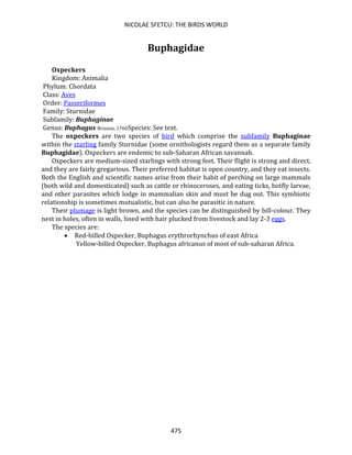 NICOLAE SFETCU: THE BIRDS WORLD
475
Buphagidae
Oxpeckers
Kingdom: Animalia
Phylum: Chordata
Class: Aves
Order: Passeriformes
Family: Sturnidae
Subfamily: Buphaginae
Genus: Buphagus Brisson, 1760Species: See text.
The oxpeckers are two species of bird which comprise the subfamily Buphaginae
within the starling family Sturnidae (some ornithologists regard them as a separate family
Buphagidae). Oxpeckers are endemic to sub-Saharan African savannah.
Oxpeckers are medium-sized starlings with strong feet. Their flight is strong and direct,
and they are fairly gregarious. Their preferred habitat is open country, and they eat insects.
Both the English and scientific names arise from their habit of perching on large mammals
(both wild and domesticated) such as cattle or rhinoceroses, and eating ticks, botfly larvae,
and other parasites which lodge in mammalian skin and must be dug out. This symbiotic
relationship is sometimes mutualistic, but can also be parasitic in nature.
Their plumage is light brown, and the species can be distinguished by bill-colour. They
nest in holes, often in walls, lined with hair plucked from livestock and lay 2-3 eggs.
The species are:
• Red-billed Oxpecker, Buphagus erythrorhynchus of east Africa
Yellow-billed Oxpecker, Buphagus africanus of most of sub-saharan Africa.
 