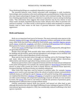 NICOLAE SFETCU: THE BIRDS WORLD
66
These Redwing hatchlings are completely dependent on parental care.
The parental behavior most closely associated with monogamy is male incubation.
Interestingly, male incubation is the most confining male parental behavior. It takes time and
also may require physiological changes that interfere with continued mating. This extreme
loss of mating opportunities leads to a reduction in reproductive success among incubating
males. "This information then suggests that sexual selection may be less intense in taxa
where males incubate, hypothetically because males allocate more effort to parental care
and less to mating" [4]. In other words, in bird species in which male incubation is common,
females tend to select mates on the basis of parental behaviors rather than physical
appearance.
Birds and humans
Birds are an important food source for humans. The most commonly eaten species is the
domestic chicken and its eggs, although geese, pheasants, turkeys, and ducks are also widely
eaten. Other birds that have been utilized for food include emus, ostriches, pigeons, grouse,
quails, doves, woodcocks, songbirds, and others, including small passerines such as finches.
Birds grown for human consumption are referred to as poultry.
At one time swans and flamingos were delicacies of the rich and powerful, although these
are generally protected now.
Besides meat and eggs, birds provide other items useful to humans, including feathers
for bedding and decoration, guano-derived phosphorus and nitrogen used in fertilizer and
gunpowder, and the central ingredient of bird's nest soup.
Many species have become extinct through over-hunting, such as the Passenger Pigeon,
and many others have become endangered or extinct through habitat destruction,
deforestation and intensive agriculture being common causes for declines.
Numerous species have come to depend on human activities for food and are widespread
to the point of being pests. For example, the common pigeon or Rock Pigeon (Columba livia)
thrives in urban areas around the world. In North America, introduced House Sparrows,
European Starlings, and House Finches are similarly widespread.
Other birds have long been used by humans to perform tasks. For example, homing
pigeons were used to carry messages before the advent of modern instant communications
methods (many are still kept for sport). Falcons are still used for hunting, while cormorants
are employed by fishermen. Chickens and pigeons are popular as experimental subjects, and
are often used in biology and comparative psychology research. As birds are very sensitive
to toxins, the Canary was used in coal mines to indicate the presence of poisonous gases,
allowing miners sufficient time to escape without injury.
Colorful, particularly tropical, birds (e.g. parrots, and mynas) are often kept as pets
although this practice has led to the illegal trafficking of some endangered species; CITES, an
international agreement adopted in 1963, has considerably reduced trafficking in the bird
species it protects.
 
