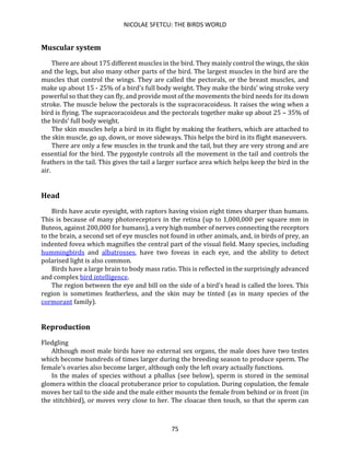 NICOLAE SFETCU: THE BIRDS WORLD
75
Muscular system
There are about 175 different muscles in the bird. They mainly control the wings, the skin
and the legs, but also many other parts of the bird. The largest muscles in the bird are the
muscles that control the wings. They are called the pectorals, or the breast muscles, and
make up about 15 - 25% of a bird’s full body weight. They make the birds’ wing stroke very
powerful so that they can fly, and provide most of the movements the bird needs for its down
stroke. The muscle below the pectorals is the supracoracoideus. It raises the wing when a
bird is flying. The supracoracoideus and the pectorals together make up about 25 – 35% of
the birds’ full body weight.
The skin muscles help a bird in its flight by making the feathers, which are attached to
the skin muscle, go up, down, or move sideways. This helps the bird in its flight maneuvers.
There are only a few muscles in the trunk and the tail, but they are very strong and are
essential for the bird. The pygostyle controls all the movement in the tail and controls the
feathers in the tail. This gives the tail a larger surface area which helps keep the bird in the
air.
Head
Birds have acute eyesight, with raptors having vision eight times sharper than humans.
This is because of many photoreceptors in the retina (up to 1,000,000 per square mm in
Buteos, against 200,000 for humans), a very high number of nerves connecting the receptors
to the brain, a second set of eye muscles not found in other animals, and, in birds of prey, an
indented fovea which magnifies the central part of the visual field. Many species, including
hummingbirds and albatrosses, have two foveas in each eye, and the ability to detect
polarised light is also common.
Birds have a large brain to body mass ratio. This is reflected in the surprisingly advanced
and complex bird intelligence.
The region between the eye and bill on the side of a bird's head is called the lores. This
region is sometimes featherless, and the skin may be tinted (as in many species of the
cormorant family).
Reproduction
Fledgling
Although most male birds have no external sex organs, the male does have two testes
which become hundreds of times larger during the breeding season to produce sperm. The
female's ovaries also become larger, although only the left ovary actually functions.
In the males of species without a phallus (see below), sperm is stored in the seminal
glomera within the cloacal protuberance prior to copulation. During copulation, the female
moves her tail to the side and the male either mounts the female from behind or in front (in
the stitchbird), or moves very close to her. The cloacae then touch, so that the sperm can
 