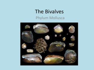 The Bivalves
Phylum Mollusca
 