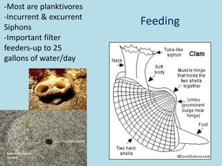 -Most are planktivores
-Incurrent & excurrent
Siphons
                         Feeding
-Important filter
feeders-up to 25
gallons of water/day
 