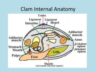 Clam Internal Anatomy
 