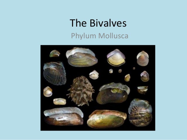 the bivalves