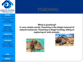 CHENNAI
3rd Floor, ‘Creative Enclave’,
148-150, Luz Church Road,
Mylapore,
Chennai - 600 004.
Tel: +91 - 44 - 2498 4821
BANGALORE
Suite 920, Level 9,
Raheja Towers,
26-27, M G Road,
Bangalore - 560 001.
Tel: +91 - 80 - 6546 2400
COIMBATORE
#1533, Trichy Road,
Coimbatore – 641018.
Tel: +91 - 422 - 6552921
HYDERABAD
Suite 132 & 133,
Level 1, Midtown,
Road No 1, Banjara Hills,
Hyderabad - 500034.
Tel: +91 - 40 - 6050 6009
EMAIL
info@altacit.com
WEBSITE
www.altacit.com
POACHING
What is poaching?
In very simple words, Poaching is the illegal removal of
natural resources. Poaching is illegal hunting, killing or
capturing of wild animals.
 