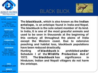 CHENNAI
3rd Floor, ‘Creative Enclave’,
148-150, Luz Church Road,
Mylapore,
Chennai - 600 004.
Tel: +91 - 44 - 2498 4821
BANGALORE
Suite 920, Level 9,
Raheja Towers,
26-27, M G Road,
Bangalore - 560 001.
Tel: +91 - 80 - 6546 2400
COIMBATORE
#1533, Trichy Road,
Coimbatore – 641018.
Tel: +91 - 422 - 6552921
HYDERABAD
Suite 132 & 133,
Level 1, Midtown,
Road No 1, Banjara Hills,
Hyderabad - 500034.
Tel: +91 - 40 - 6050 6009
EMAIL
info@altacit.com
WEBSITE
www.altacit.com
BLACK BUCK
The blackbuck, which is also known as the Indian
antelope, is an antelope found in India and Nepal.
The blackbuck is the sole extant member of its kind.
In India, It is one of the most graceful animals and
used to be seen in thousands at the beginning of
this century all throughout the plains of India
except the Western coast. Due to extensive
poaching and habitat loss, blackbuck populations
have been reduced drastically.
Hunting of blackbuck is prohibited under
Schedule I of the Wildlife Protection Act of
1972. The blackbuck has significance in
Hinduism; Indian and Nepali villagers do not harm
the antelope.
 