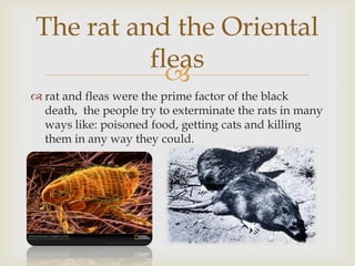 The rat and the Oriental
          fleas
            
 rat and fleas were the prime factor of the black
  death, the people try to exterminate the rats in many
  ways like: poisoned food, getting cats and killing
  them in any way they could.
 