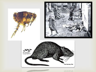 The black death