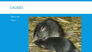 CAUSES
 Black rats
 Fleas
 