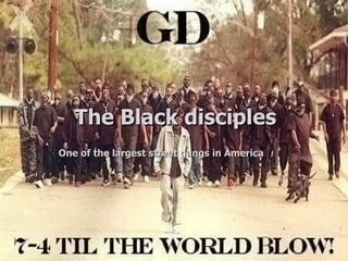The Black disciples One of the largest street gangs in America 