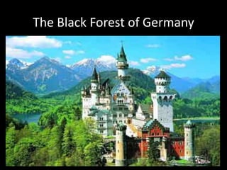 The Black Forest of Germany 
