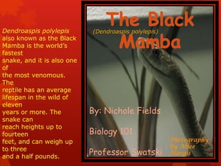 Dendroaspis polylepis       (Dendroaspis polylepis)
also known as the Black
Mamba is the world’s
fastest
snake, and it is also one
of
the most venomous.
The
reptile has an average
lifespan in the wild of
eleven
years or more. The          By: Nichole Fields
snake can
reach heights up to
fourteen                    Biology 101
feet, and can weigh up                                Photography
                                                      by Atlee
to three
and a half pounds.
                            Professor Swatski         Hargis
 