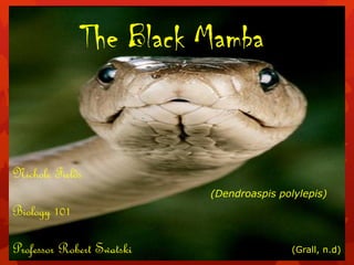 The Black Mamba


Nichole Fields
                           (Dendroaspis polylepis)
Biology 101

Professor Robert Swatski                   (Grall, n.d)
 