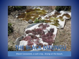 Mwani (seaweed), a cash crop, drying on the beach. 
 