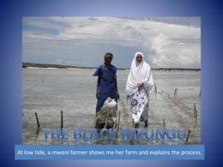 At low tide, a mwani farmer shows me her farm and explains the process. 
 