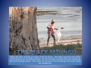 Mzee Ally after picking up mwani from the ocean. We often could see him early 
morning from our veranda window. He did not have a mwani farm but picked up 
the loose floating mwani. We could not convince him that being I the ocean alone 
was dangerous. 
 