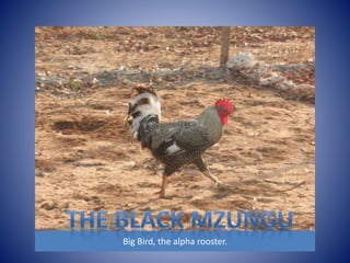 Big Bird, the alpha rooster. 
 