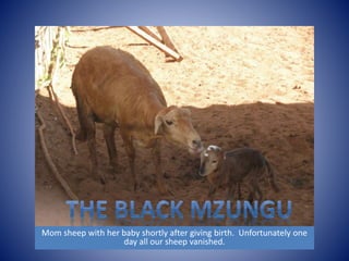 Mom sheep with her baby shortly after giving birth. Unfortunately one 
day all our sheep vanished. 
 