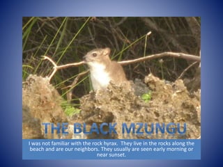 I was not familiar with the rock hyrax. They live in the rocks along the 
beach and are our neighbors. They usually are seen early morning or 
near sunset. 
 