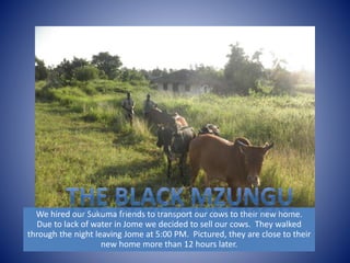 We hired our Sukuma friends to transport our cows to their new home. 
Due to lack of water in Jome we decided to sell our cows. They walked 
through the night leaving Jome at 5:00 PM. Pictured, they are close to their 
new home more than 12 hours later. 
 