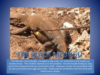 This Monitor Lizard (kenge), managed to dig under our wired fence and invade our 
chicken house. The chickens alerted us to the predator. He had trouble finding its way 
out of the compound and was cornered by Saidi. However, he was not neutralized until 
he had consumed seven eggs (pictured). Replacing the wired fence with the brick wall 
halted these attacks. 
 
