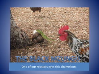 One of our roosters eyes this chameleon. 
 