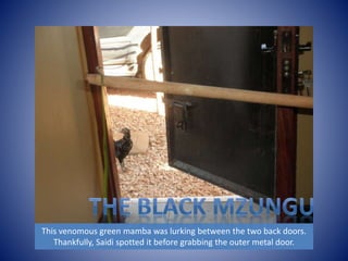 This venomous green mamba was lurking between the two back doors. 
Thankfully, Saidi spotted it before grabbing the outer metal door. 
 