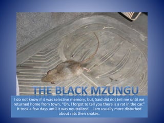 I do not know if it was selective memory; but, Said did not tell me until we 
returned home from town, “Oh, I forgot to tell you there is a rat in the car.” 
It took a few days until it was neutralized. I am usually more disturbed 
about rats then snakes. 
 