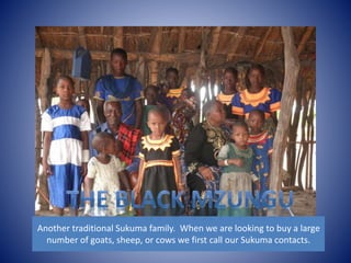 Another traditional Sukuma family. When we are looking to buy a large 
number of goats, sheep, or cows we first call our Sukuma contacts. 
 