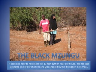 It took one hour to neutralize this 13 foot python near our house. He had just 
strangled one of our chickens and was angered by the disruption in its meal. 
 