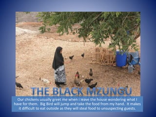 Our chickens usually greet me when I leave the house wondering what I 
have for them. Big Bird will jump and take the food from my hand. It makes 
it difficult to eat outside as they will steal food to unsuspecting guests. 
 