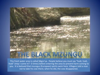 This fresh water area is called Mgon’ya. People believe you must say “hodi, hodi, 
hodi” (may I come in? -3 times) before entering the area to prevent harm coming to 
you. It is beloved that mzungus (European) spirits swim here. Villagers told a man 
not to take his cow there; when he did, the cow disappeared. 
 