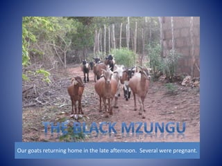 Our goats returning home in the late afternoon. Several were pregnant. 
 