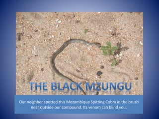 Our neighbor spotted this Mozambique Spitting Cobra in the brush 
near outside our compound. Its venom can blind you. 
 