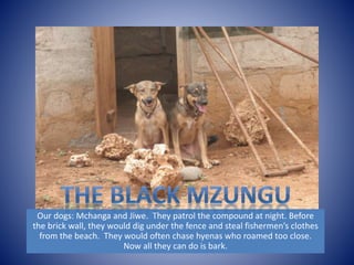 Our dogs: Mchanga and Jiwe. They patrol the compound at night. Before 
the brick wall, they would dig under the fence and steal fishermen’s clothes 
from the beach. They would often chase hyenas who roamed too close. 
Now all they can do is bark. 
 