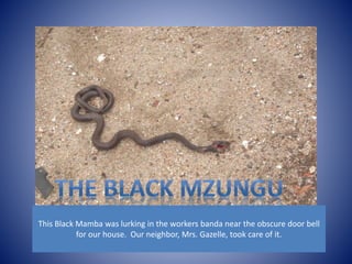 This Black Mamba was lurking in the workers banda near the obscure door bell 
for our house. Our neighbor, Mrs. Gazelle, took care of it. 
 